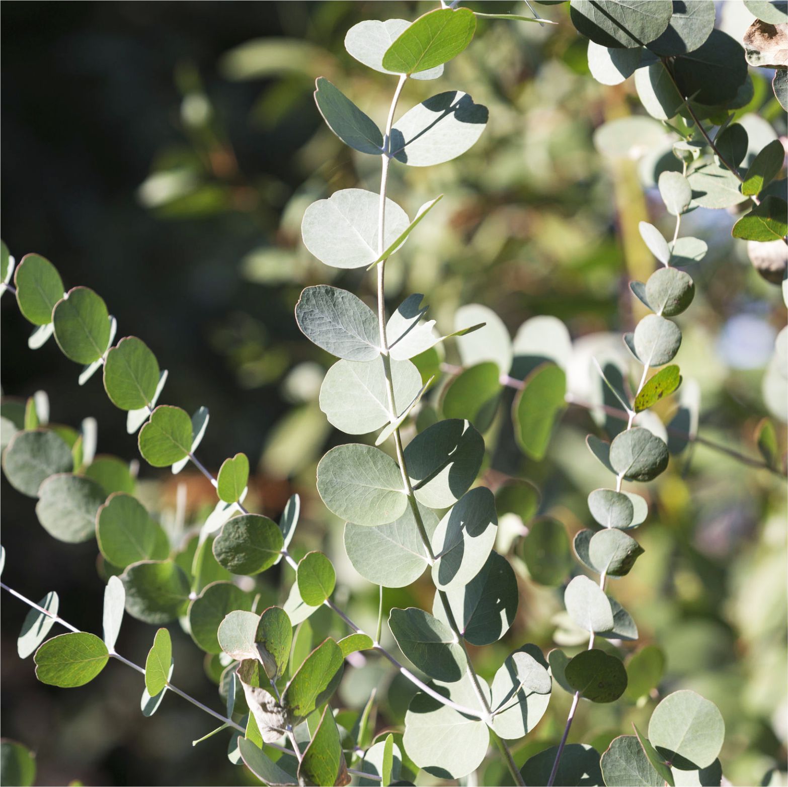 Óleo Essencial Eucalipto-Glóbulos (85/90%) GT Brasil 10 ml - Laszlo - Imagem 3