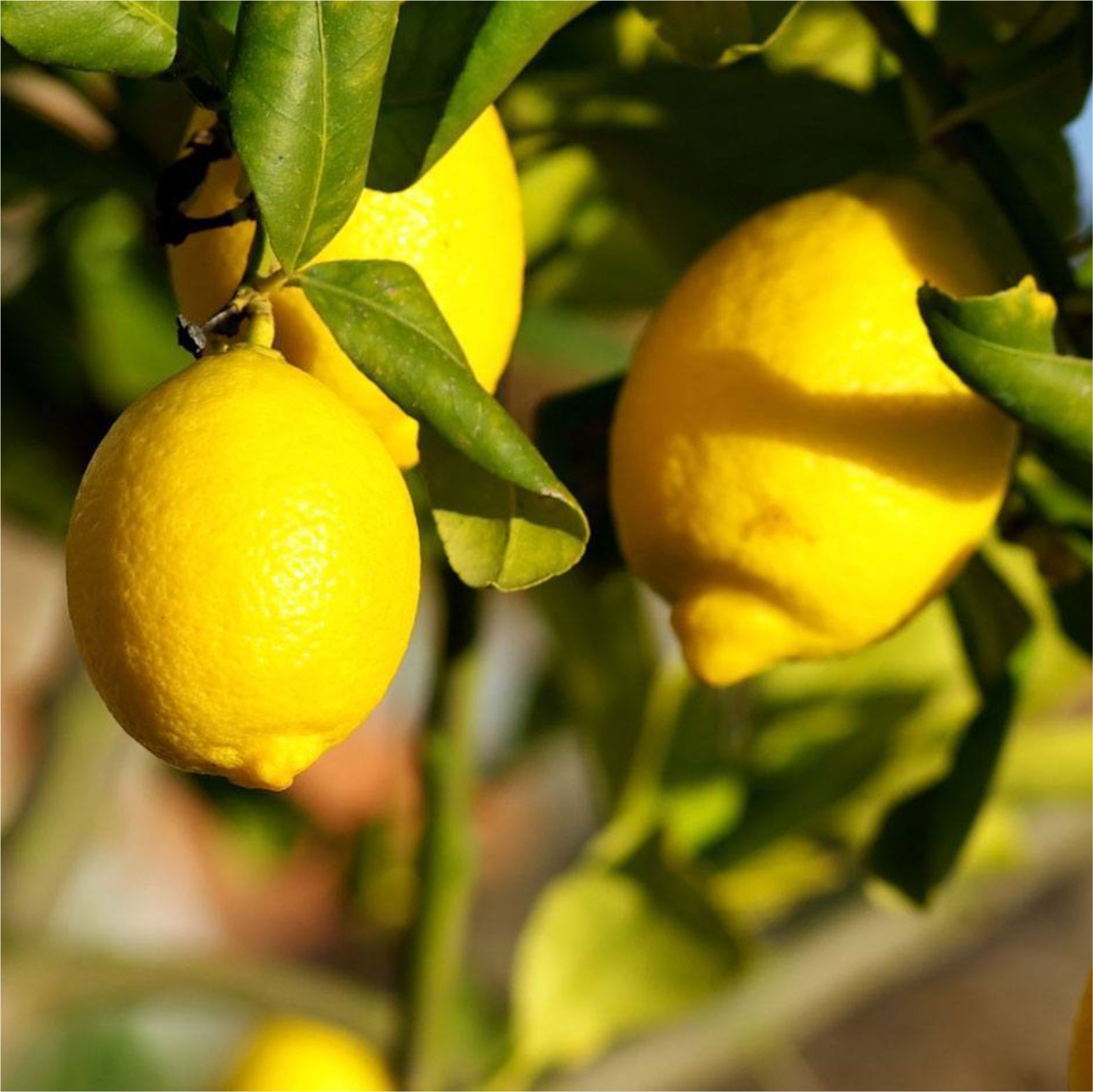 Óleo Essencial Limão-Siciliano LFC GT Brasil 10 ml - Imagem 2